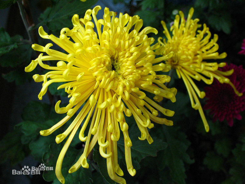 菊花去除甲醛