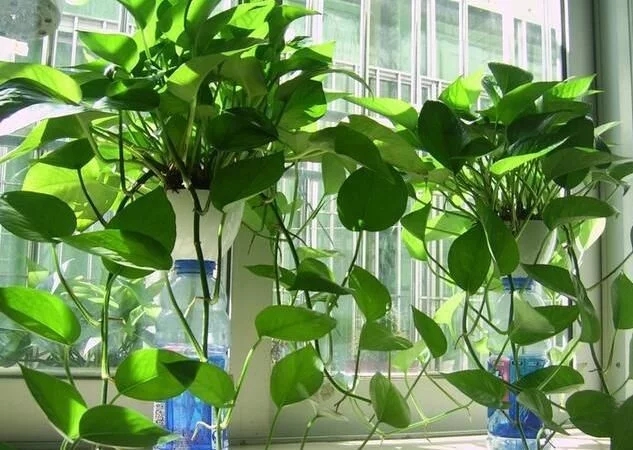 最适合办公室养的8种植物 防辐射除甲醛还能净化空气